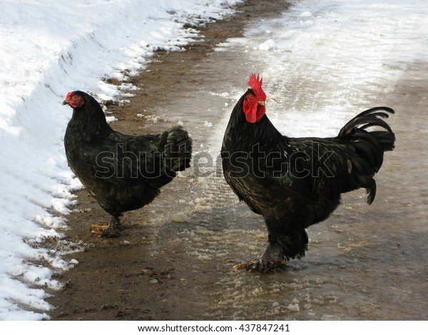 Chicken road 2 game itt: Hungary