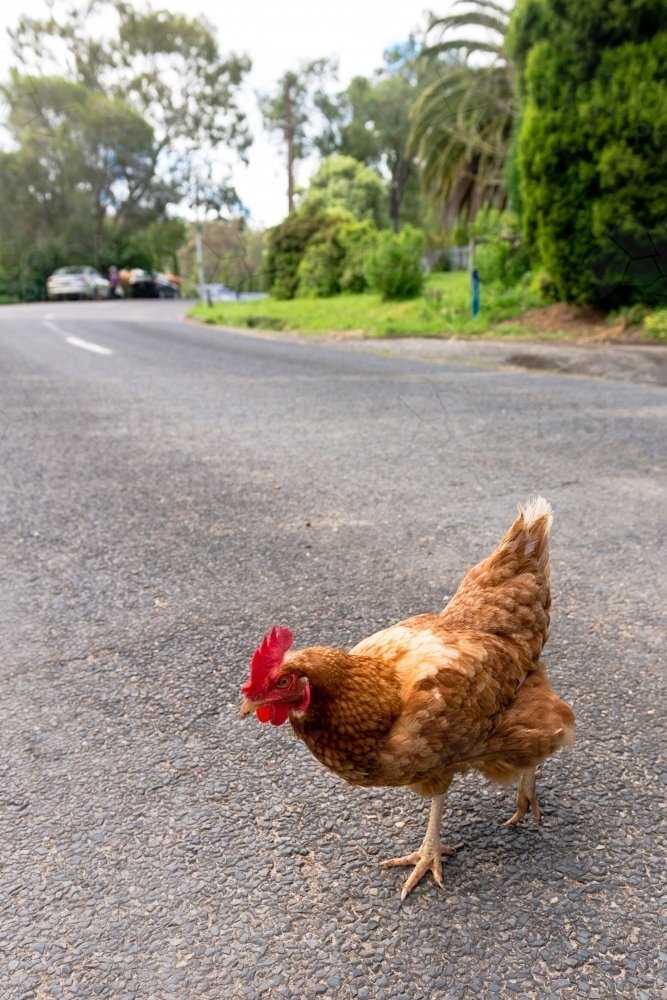 Welkom bij het legendarische Chicken Road Gokspel in Nederland